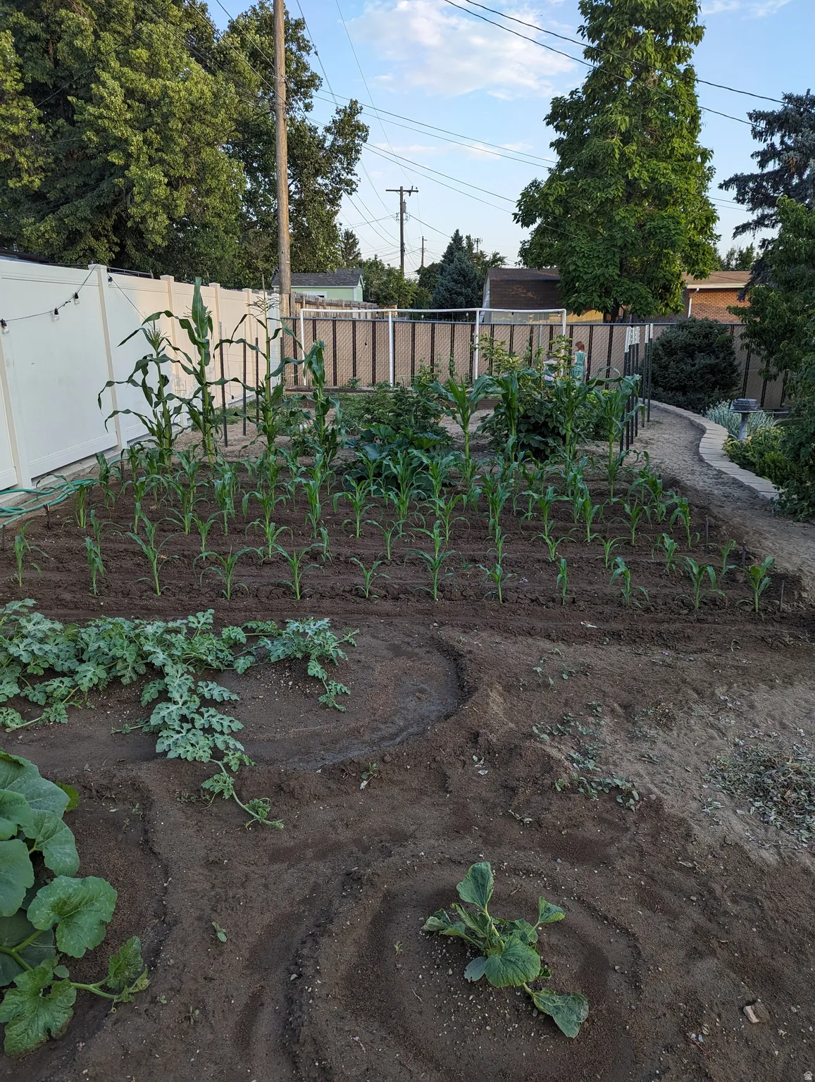 Fenced backyard with a vegetable garden