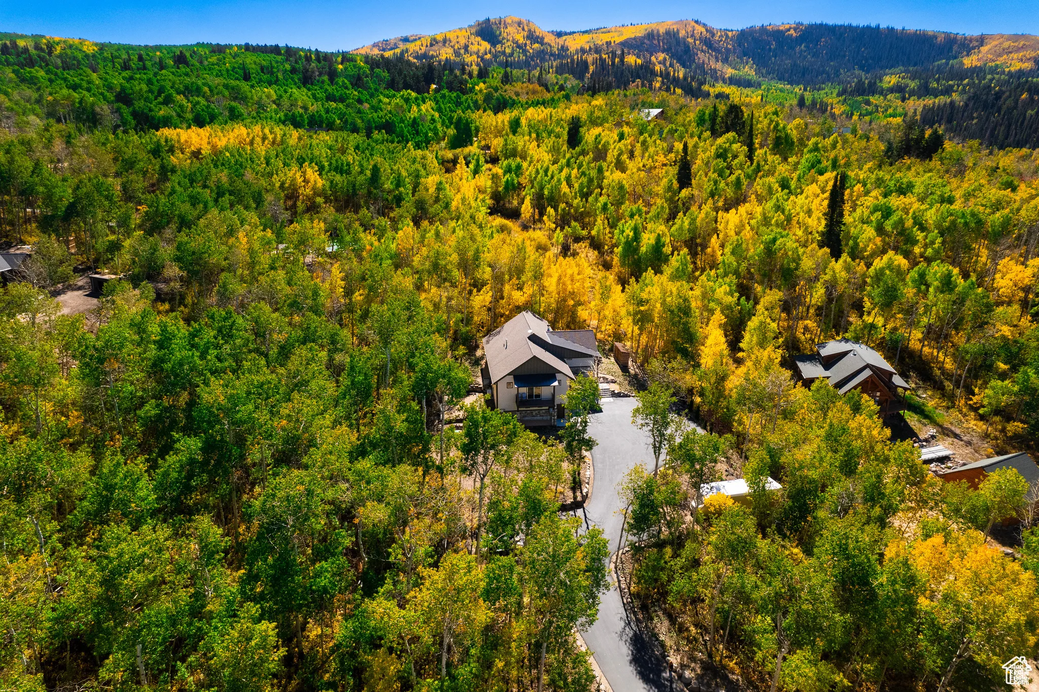 Bird's eye view of a forest