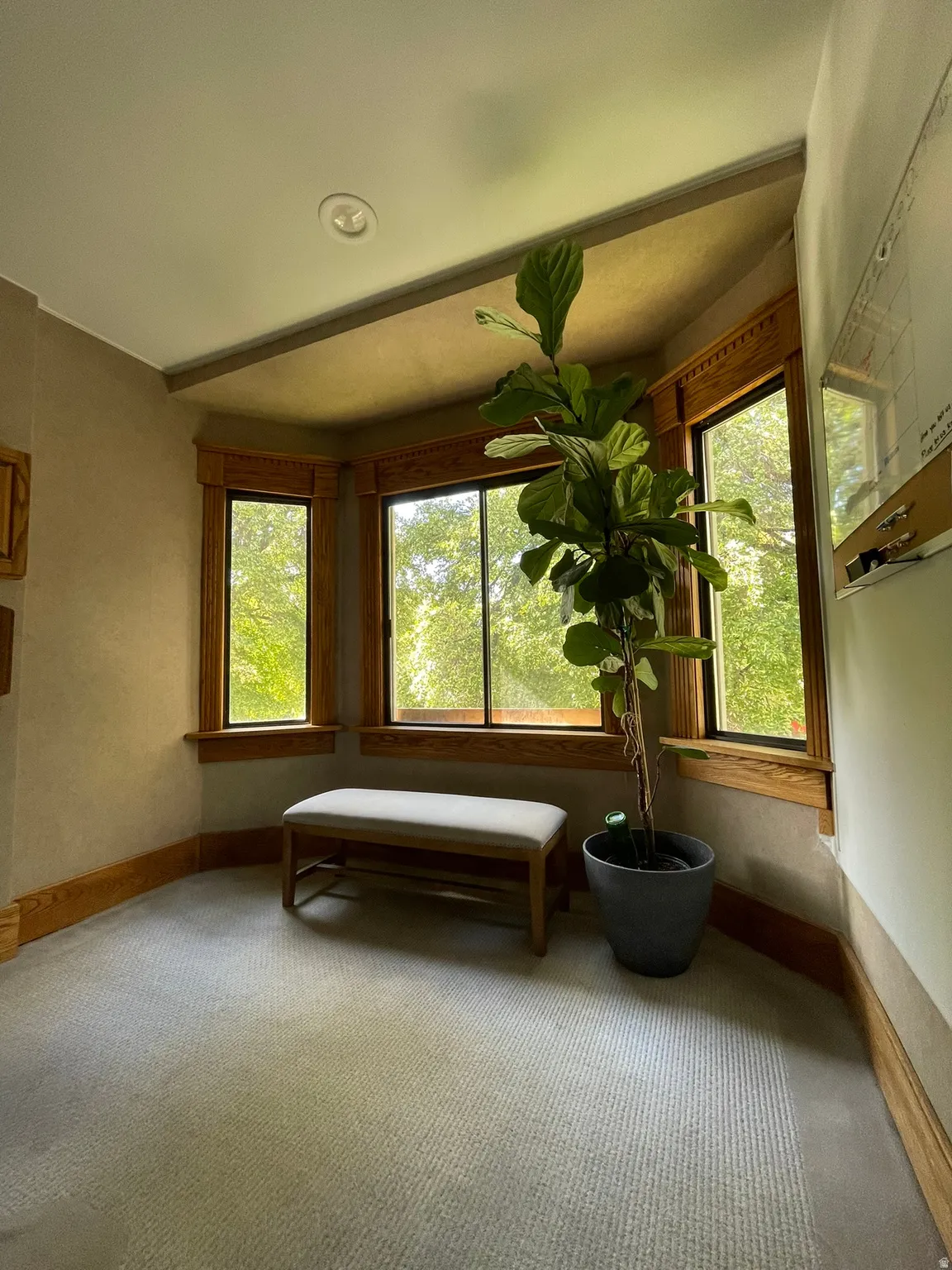Living area with baseboards and carpet flooring