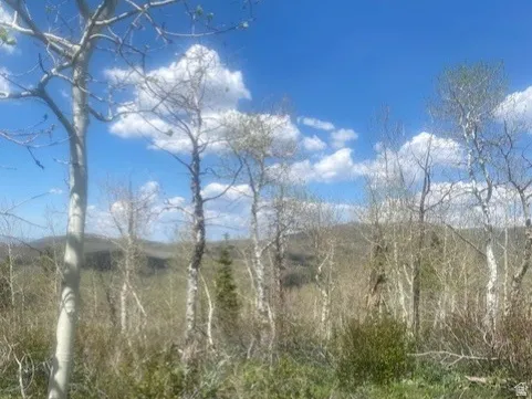 Expansive natural landscape featuring a prominent blue sky with white clouds, multiple mature trees with light-colored bark, and varied green foliage