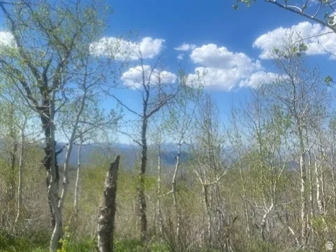 Expansive natural landscape featuring a clear blue sky, distant hills, mature trees, and dense ground foliage