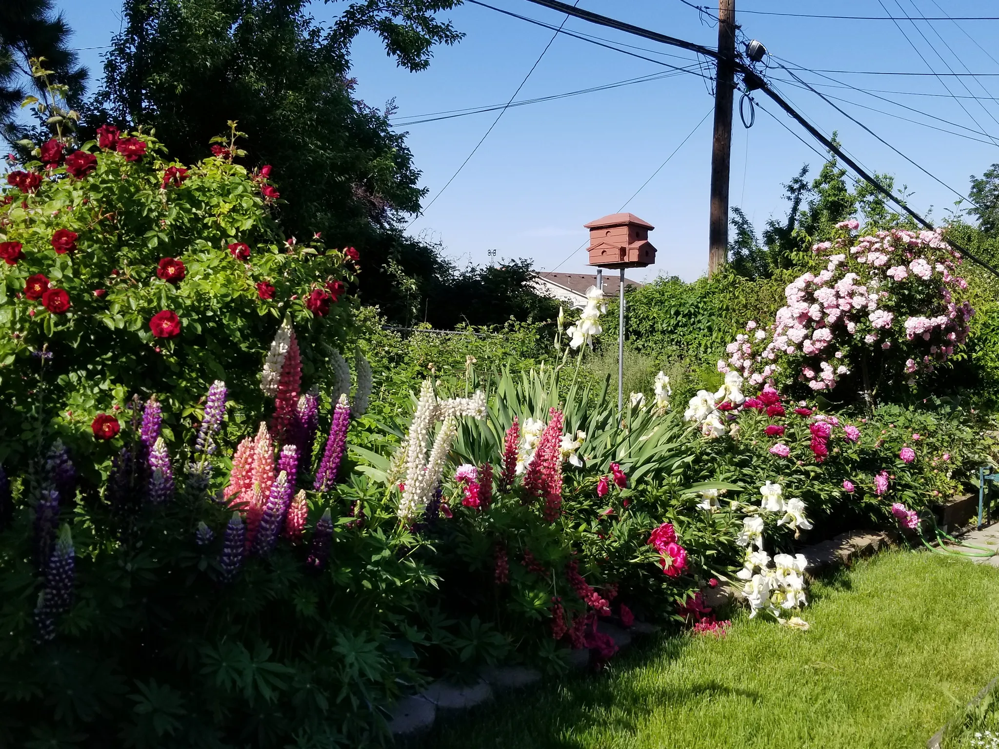 View of the backyard when flowers are in bloom