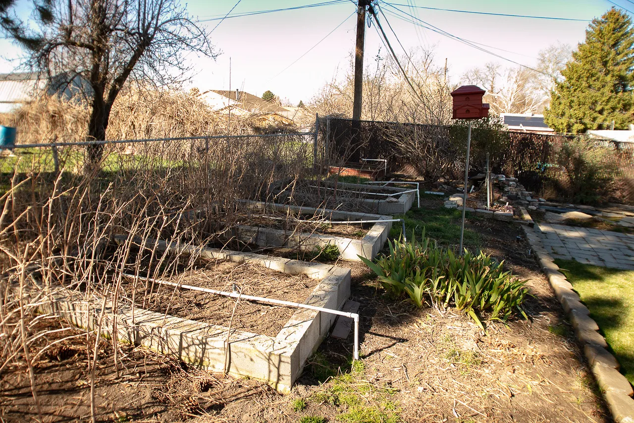 View of yard with a garden (raspberry plants)
