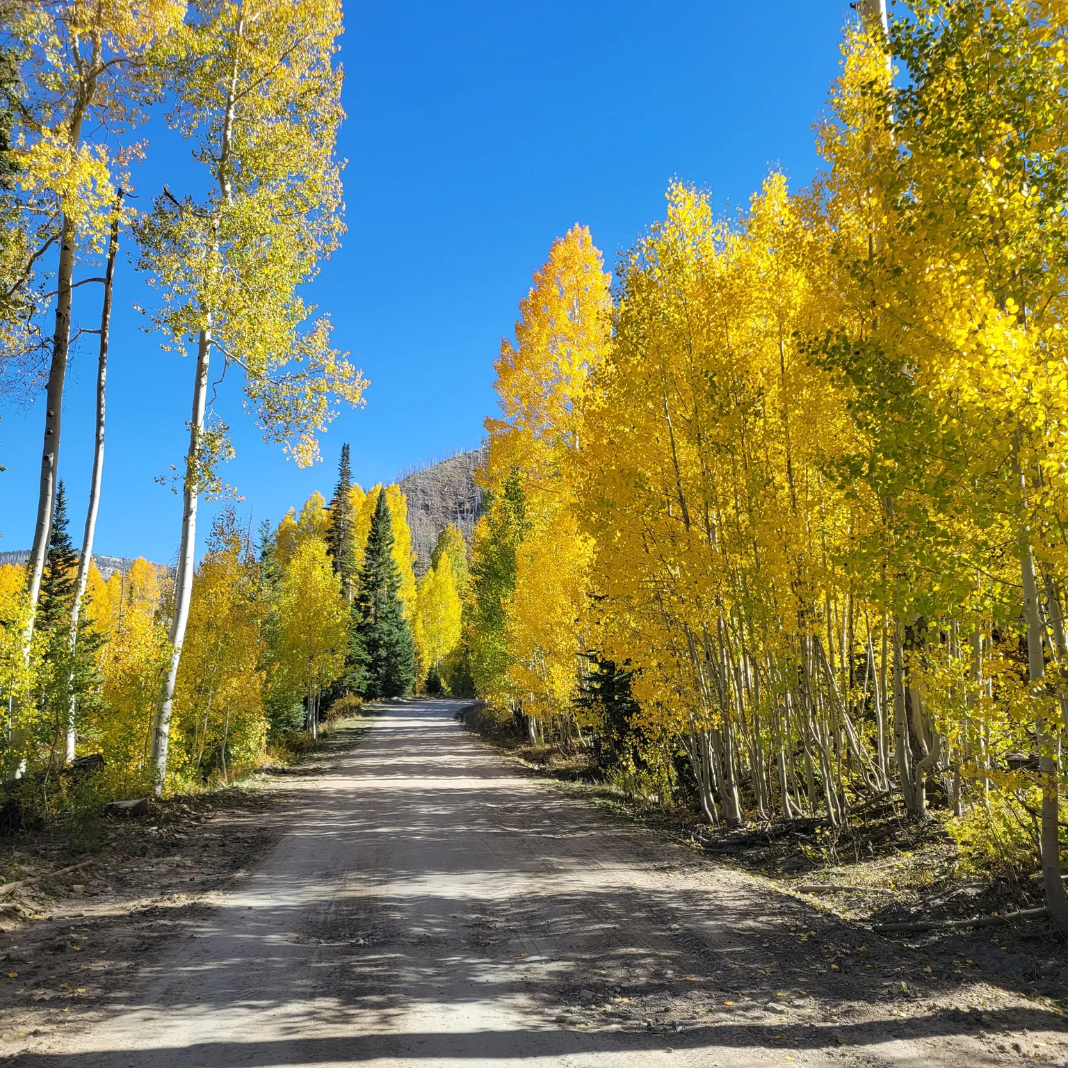 View of dirt / gravel road with a wooded view