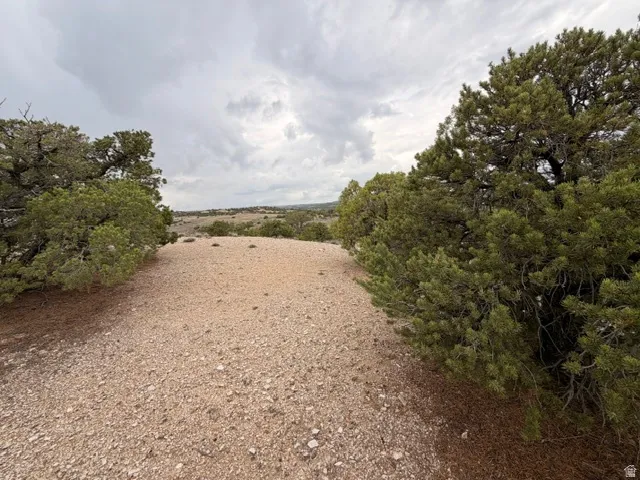 Gravel terrain framed by mature evergreen trees