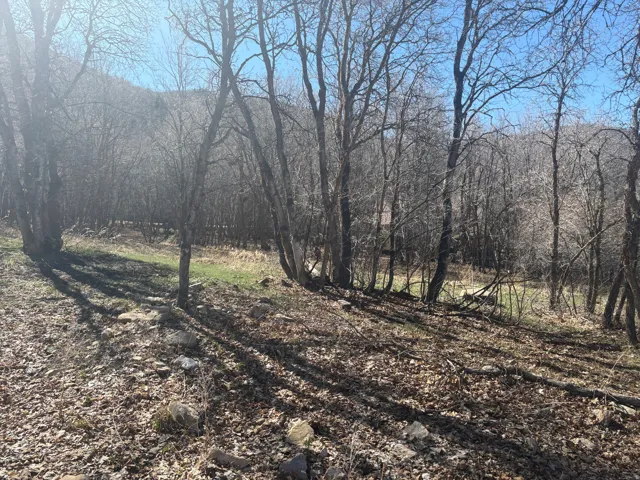 View of woods