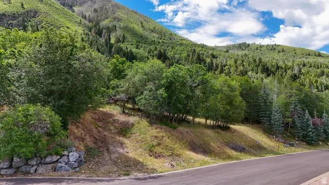 Natural landscape featuring mature trees, varying terrain, and a paved roadway