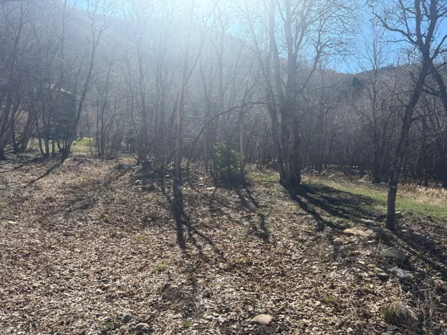 View of undeveloped land