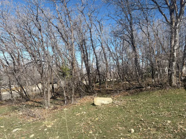 View of local wilderness