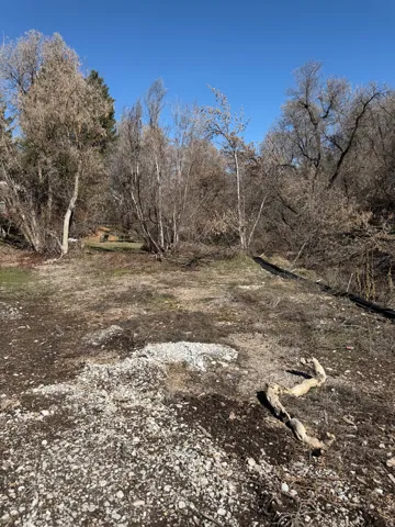 View of local wilderness