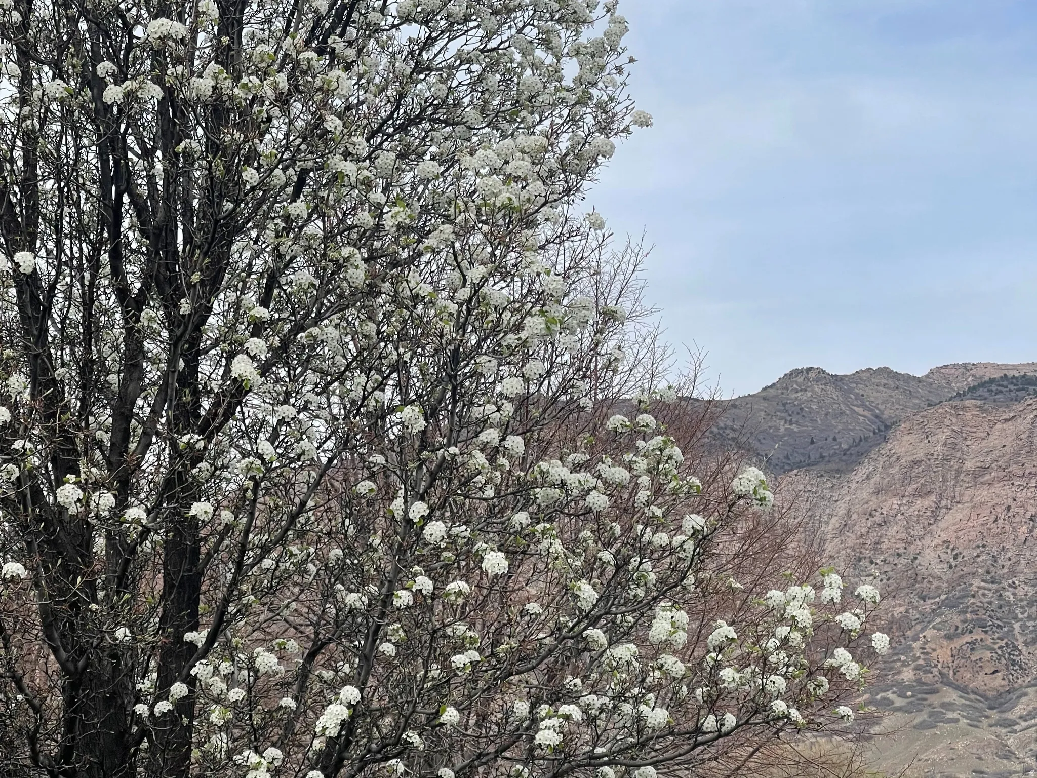 View of mountain background