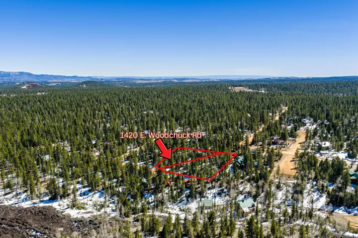 Drone / aerial view of a forest