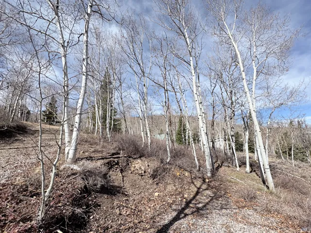 View of local wilderness