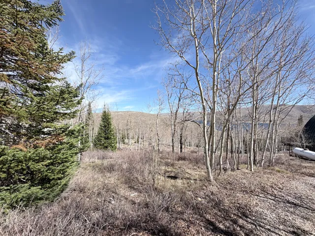 View of local wilderness