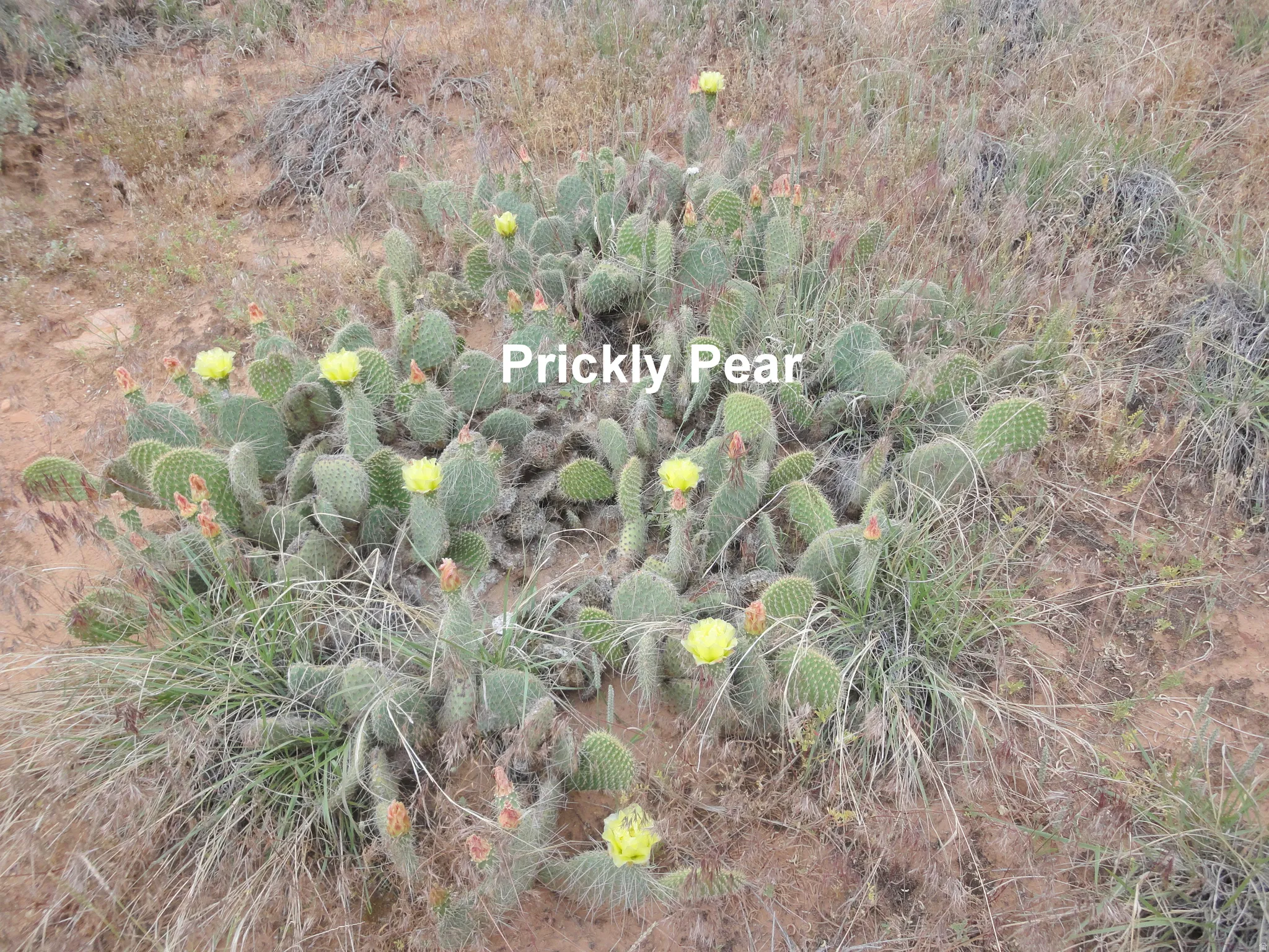 Make some Prickly Pear Jam anyone?