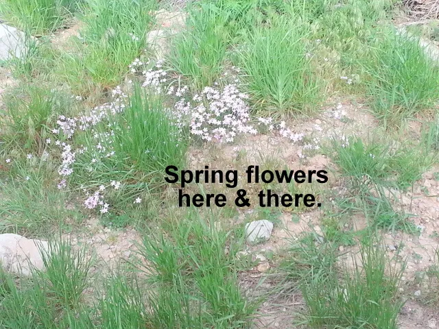 Enjoy the desert flowers.