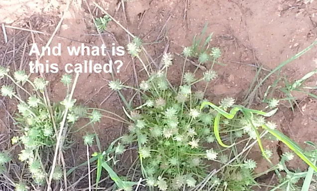 Desert flowers need no water.