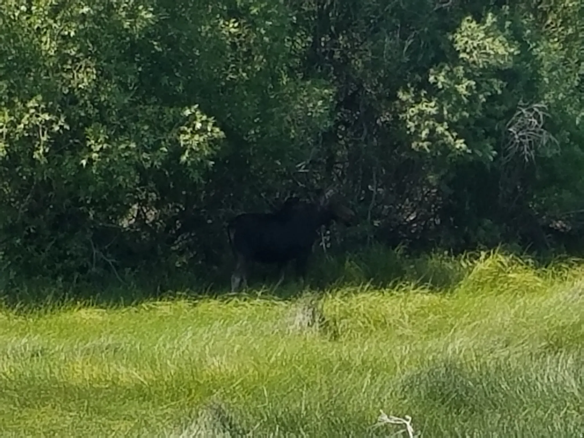 View of local wilderness