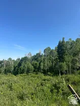 View of wooded area