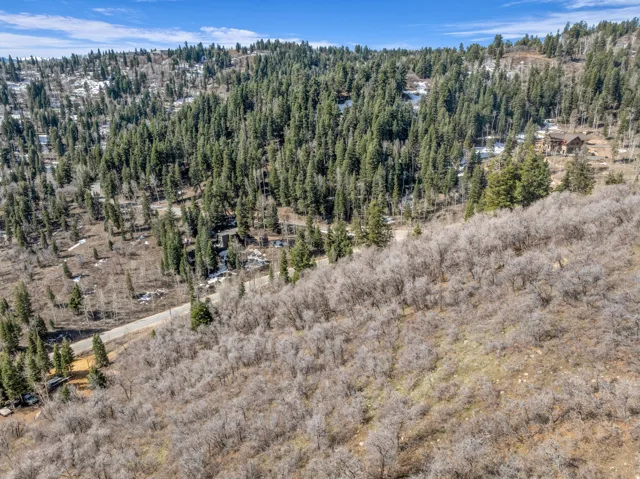 Aerial view of a forest