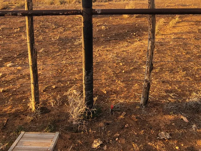 View of yard featuring a view of rural / pastoral area