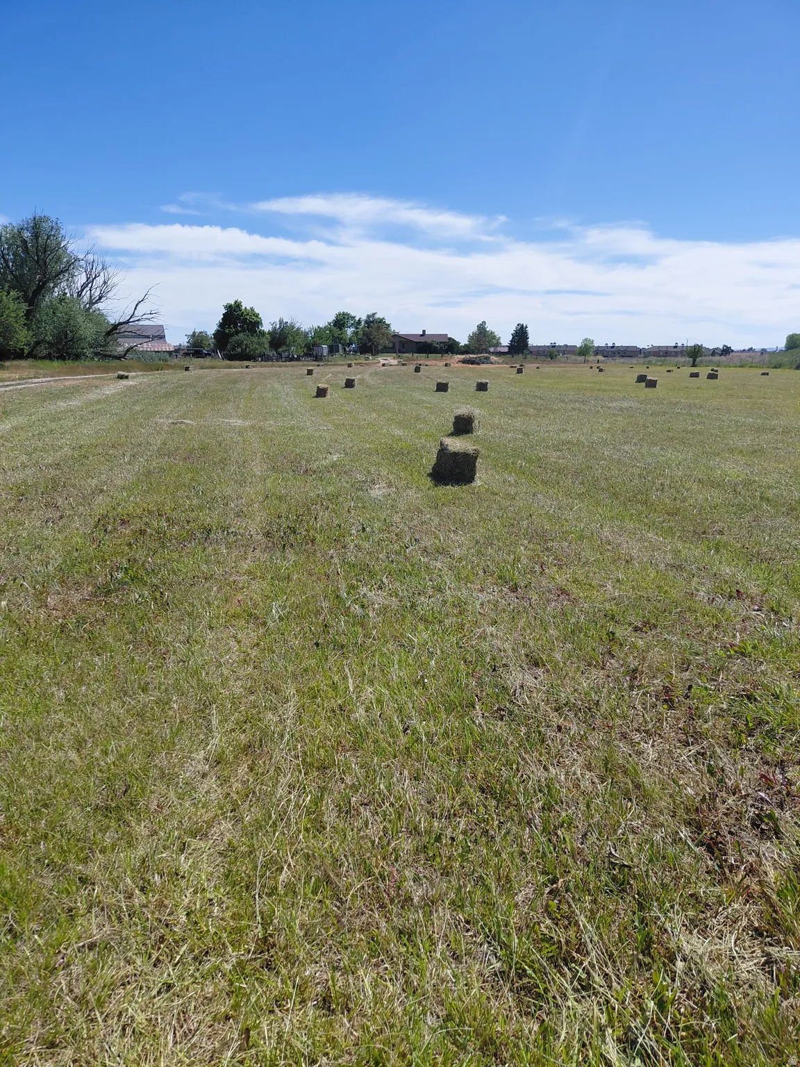 Expansive field with 70 bales on the first harvest of hay bales under a clear sky