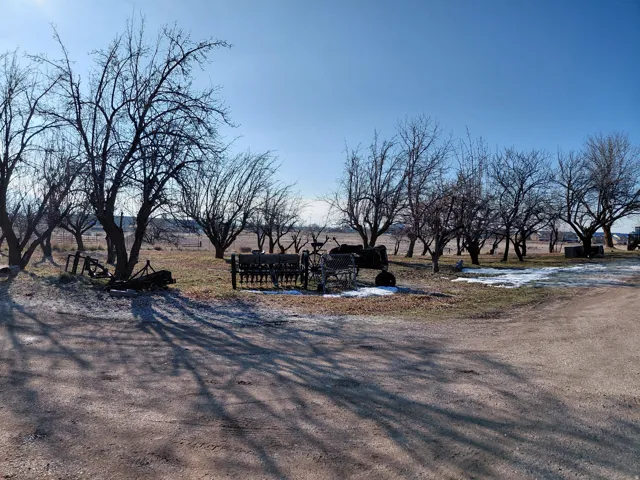 View of East yard and apple trees