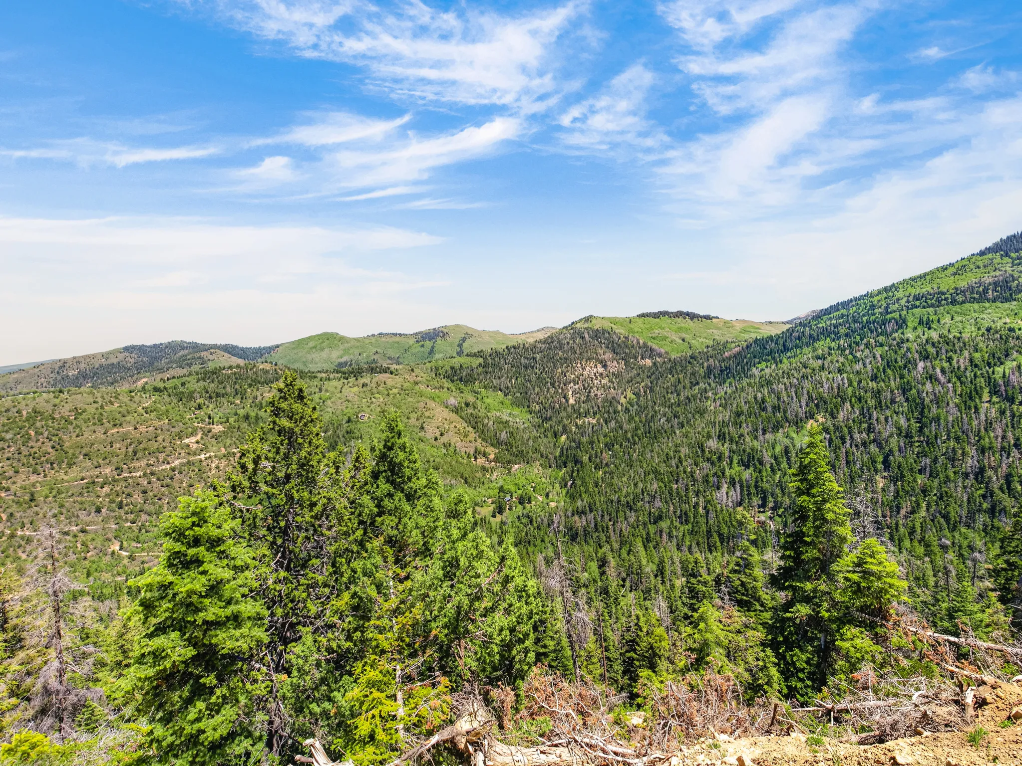 Expansive mountain landscape featuring varied evergreen and deciduous tree coverage