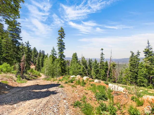 Unpaved mountain road surrounded by dense evergreen and deciduous trees under a clear blue sky with wispy clouds