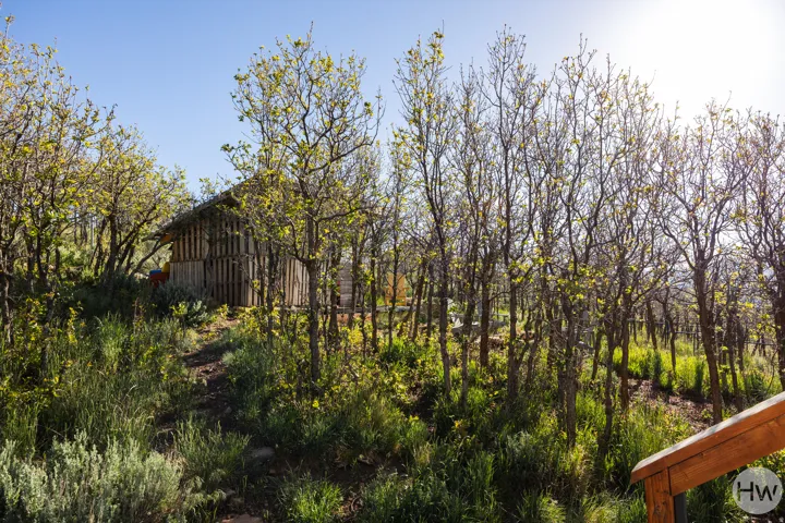 Wood-sided structure surrounded by lush greenery and deciduous trees