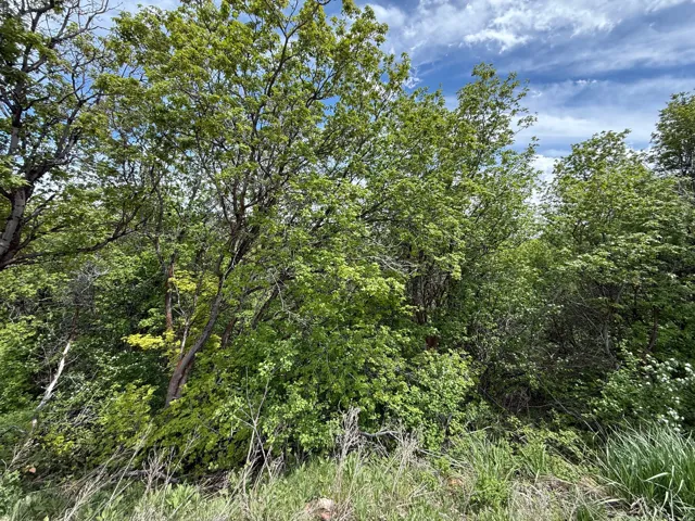 View of tree filled area