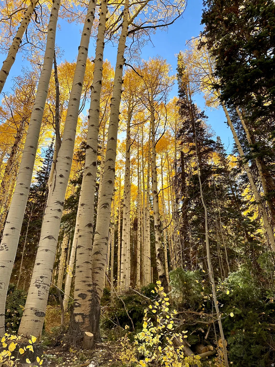 View of wooded area