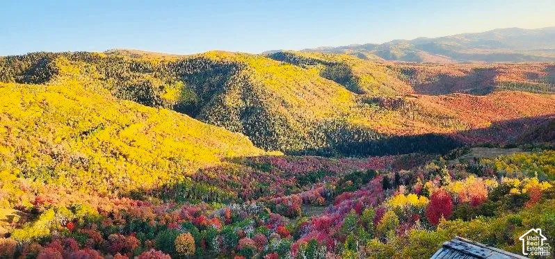 View of Fall Leaves