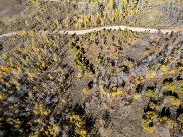 Drone / aerial view of a forest