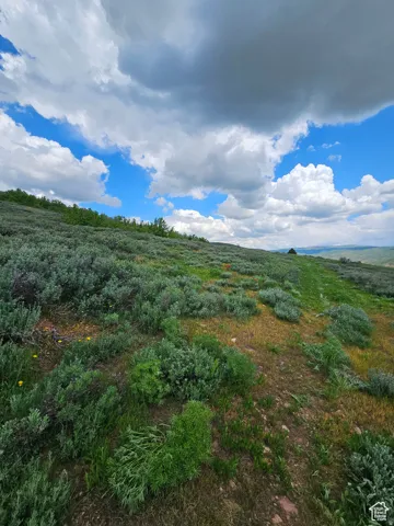 View of local wilderness