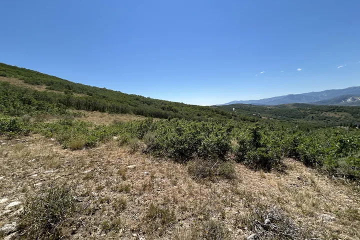 Expansive natural terrain featuring varied foliage and distant mountainous scenery