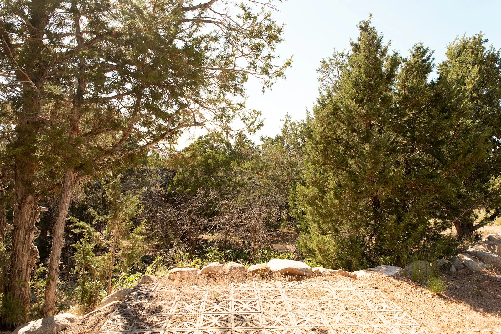View of local wilderness