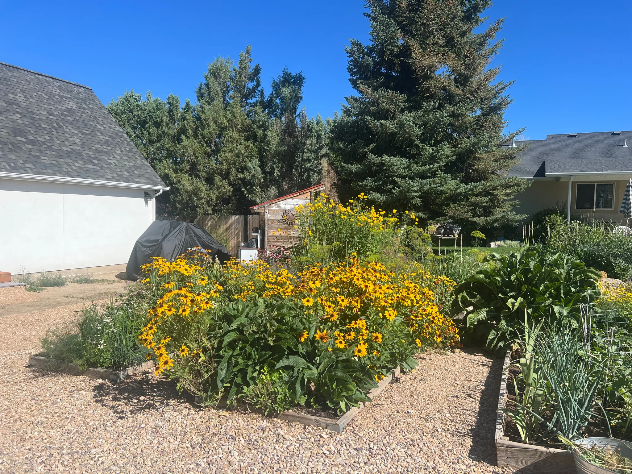 View of back yard summer of 2025