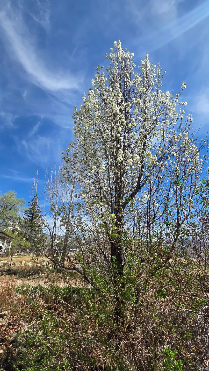 flowering trees