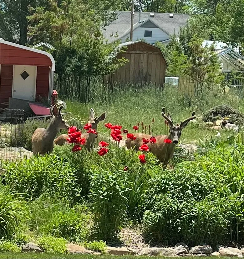 View of back yard summer of 2025