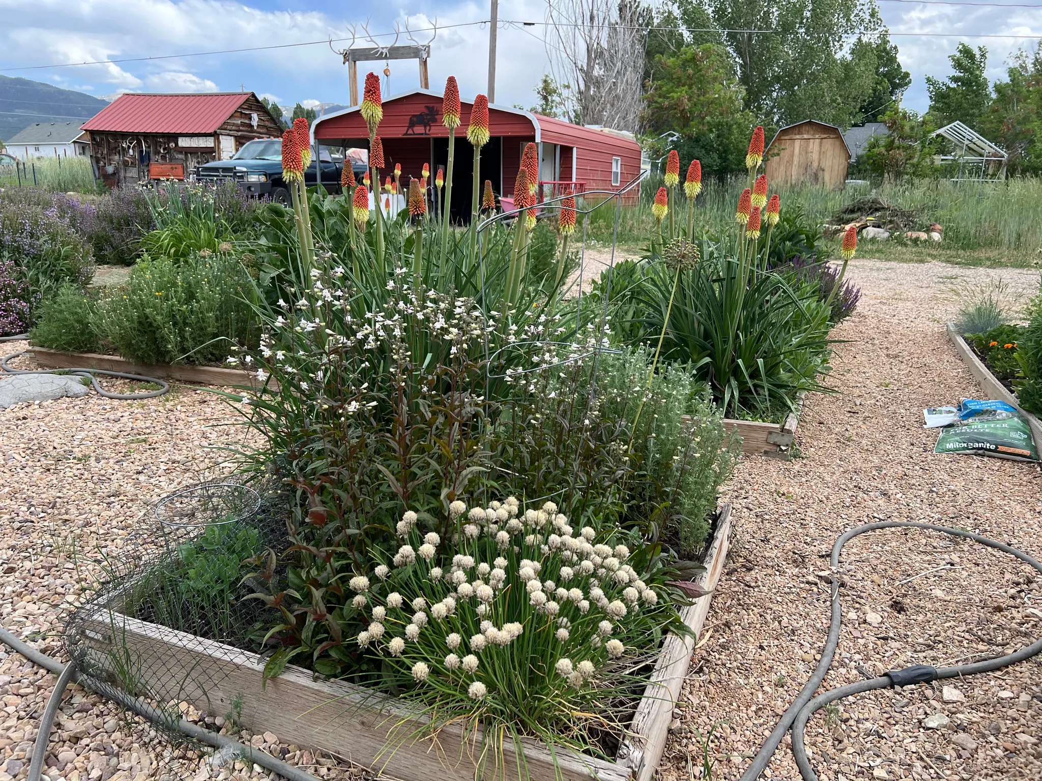 View of back yard garden summer of 2025