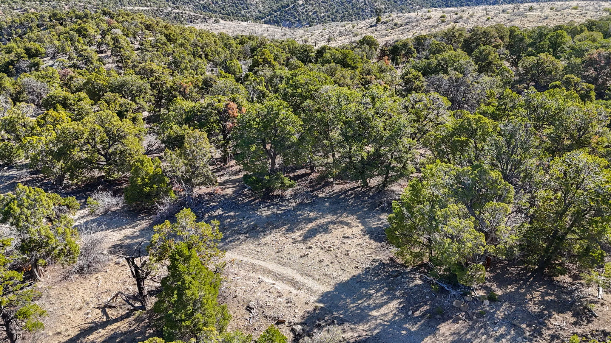 Drone / aerial view of a heavily wooded area