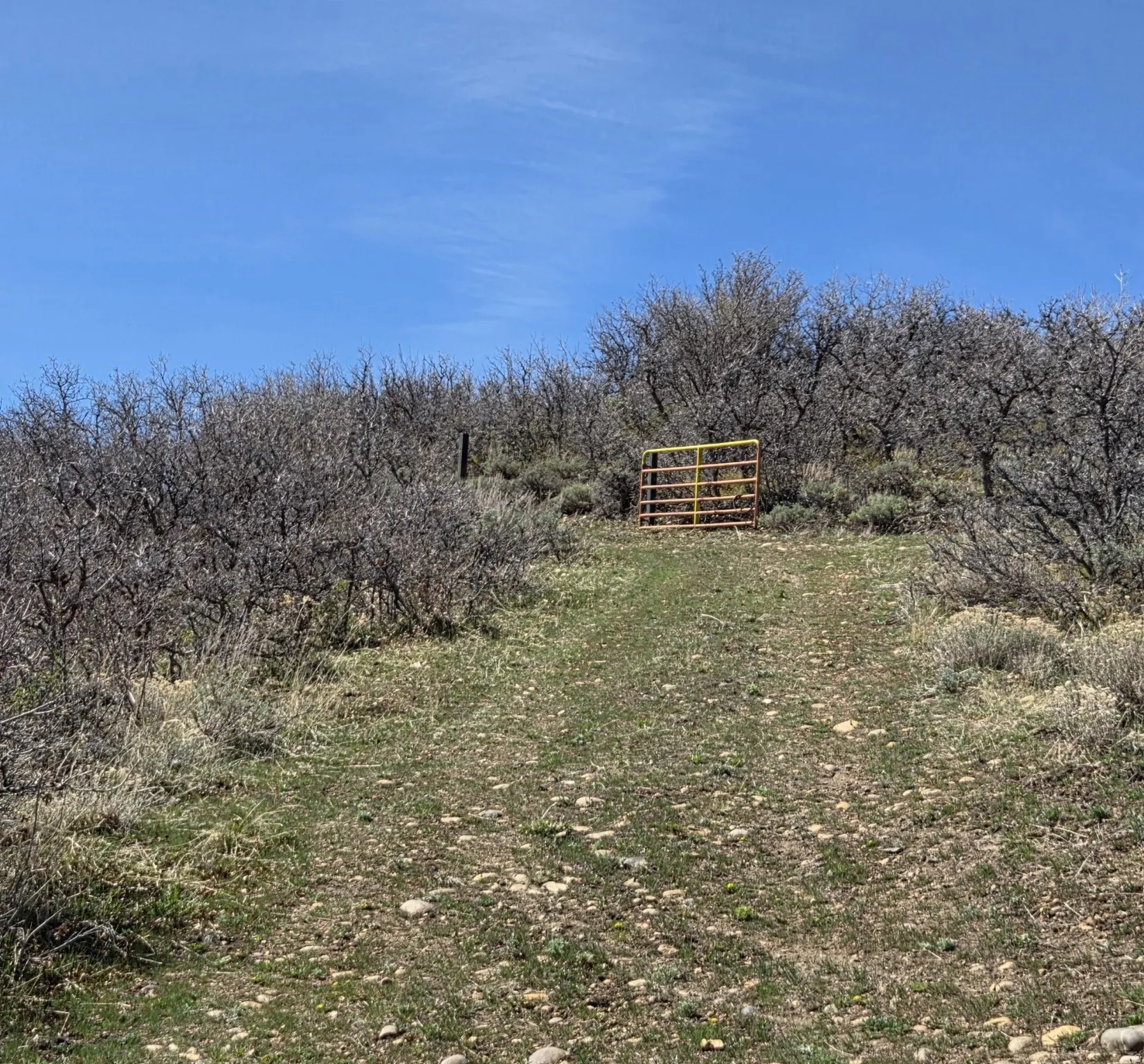 View of local wilderness