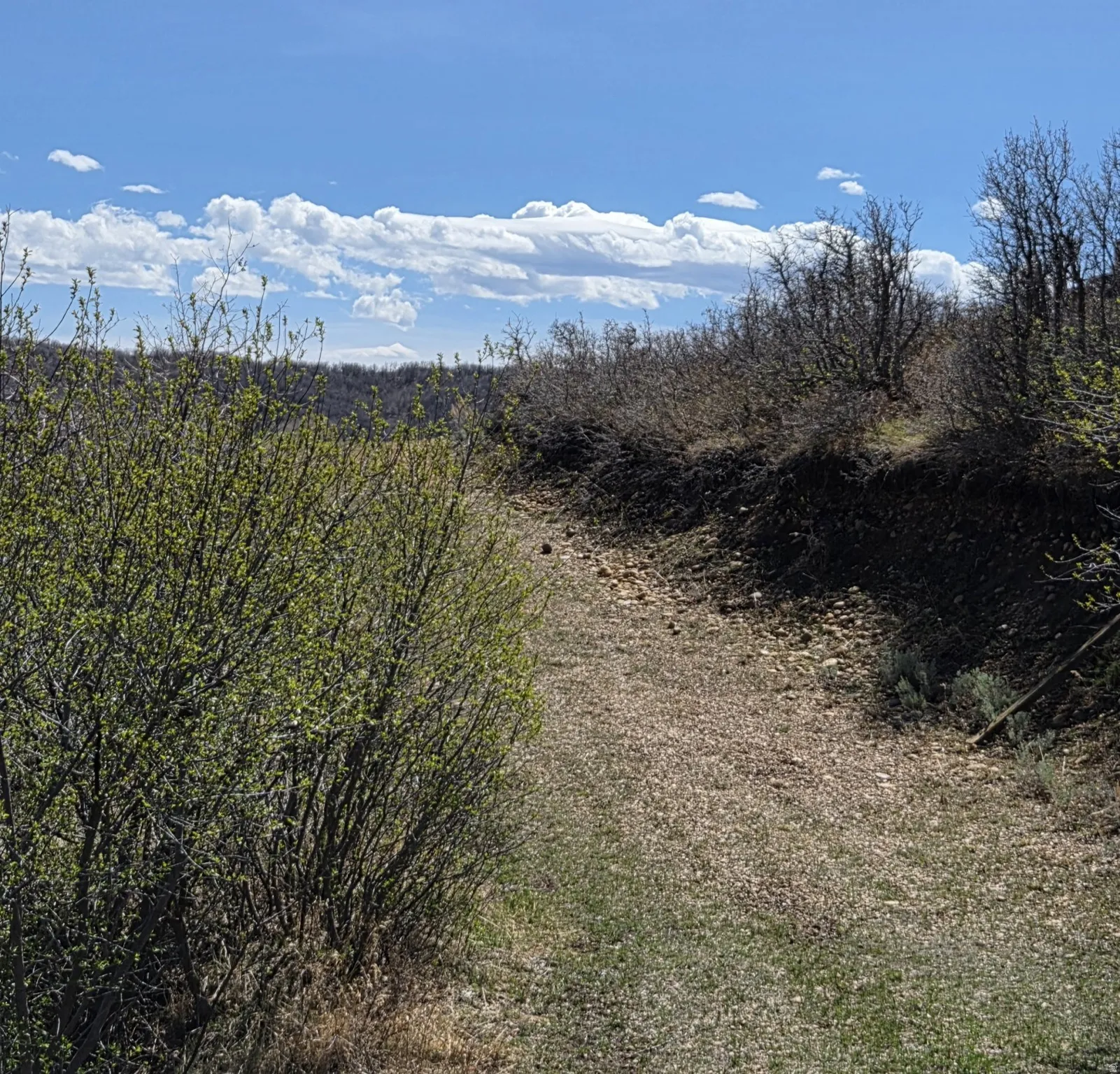 View of nature