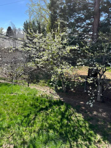 View of yard with fruit trees