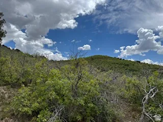 View of mountain background with a heavily wooded area