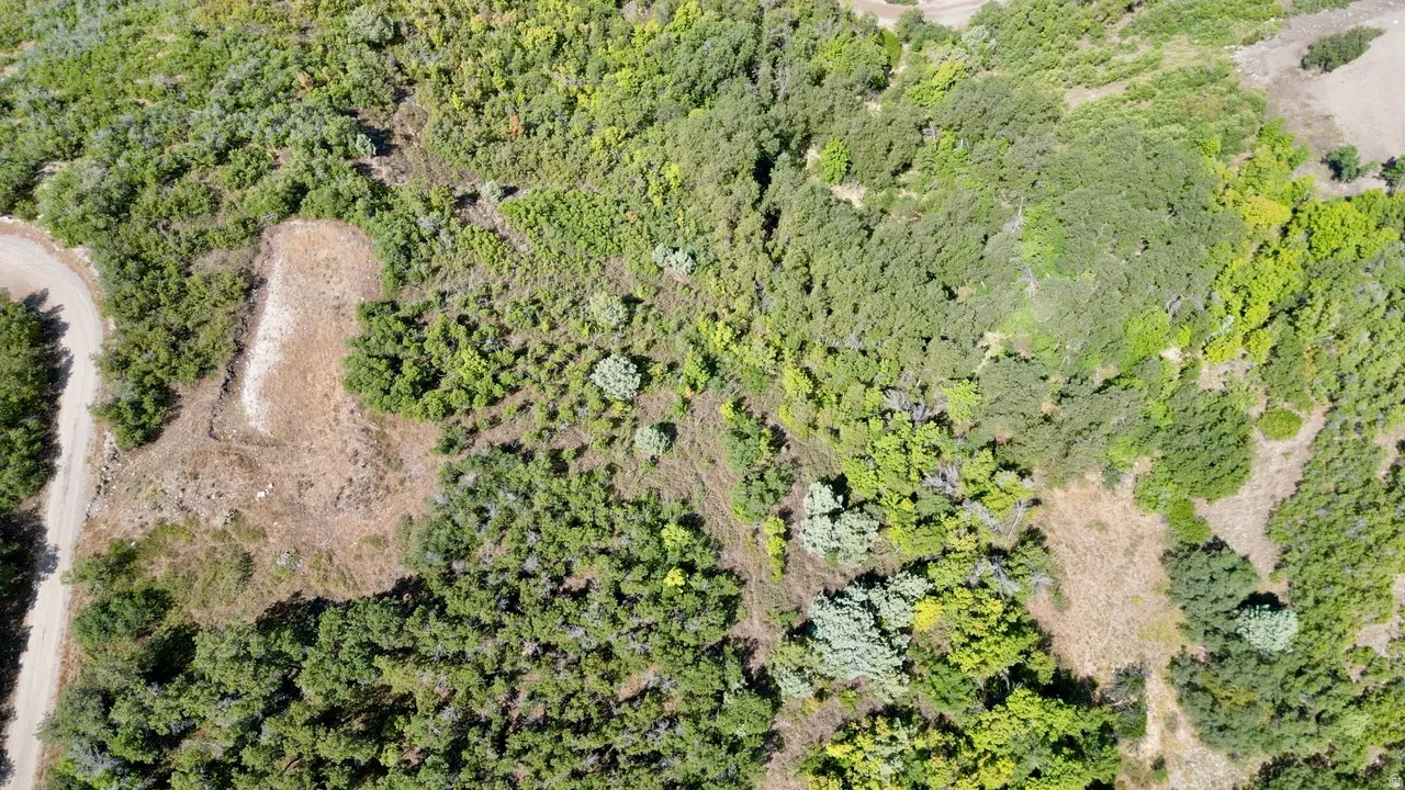 Aerial view of a forest