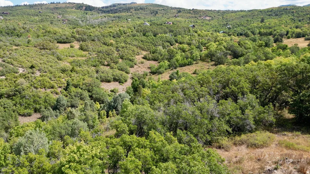 Drone / aerial view of a heavily wooded area