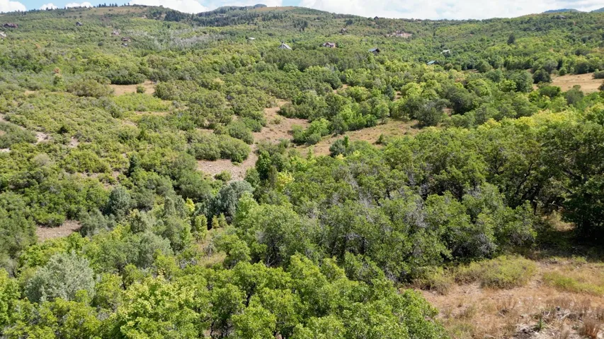 Drone / aerial view of a heavily wooded area