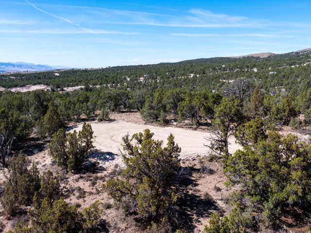 Expansive undeveloped land with abundant mature evergreen trees and a visible cleared area